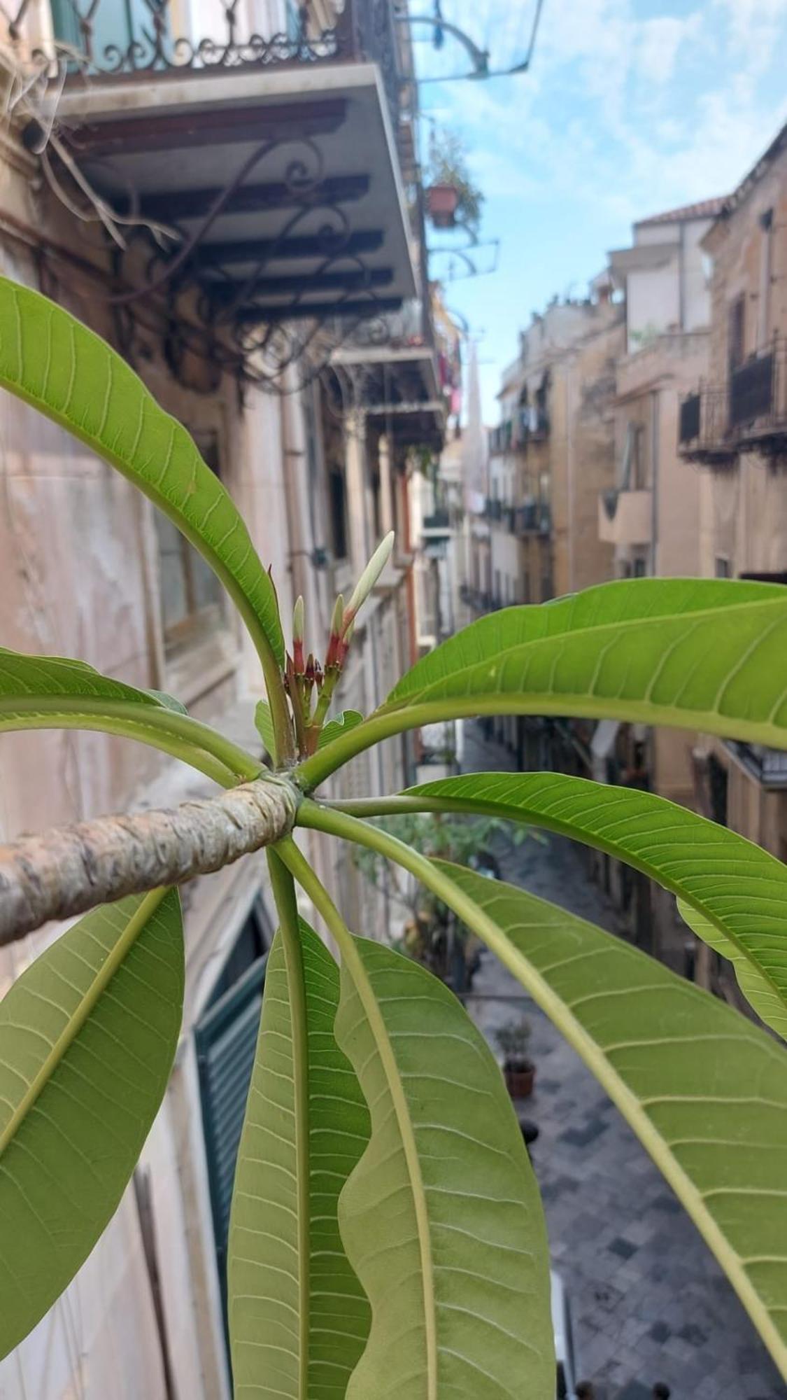 شقة A Casa Di Elena باليرمو المظهر الخارجي الصورة